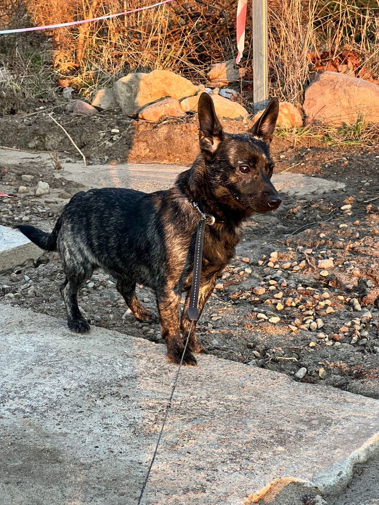 Urocze pieski do adopcji