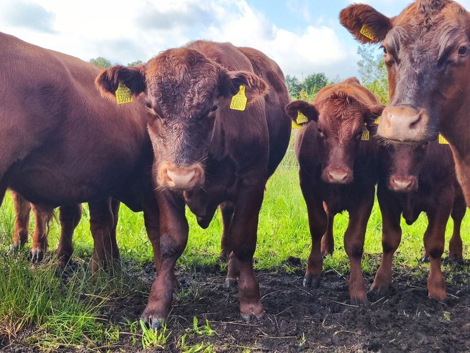Byk, buhaj, rozpłodnik Angus Czerwony 100%, żółta karta