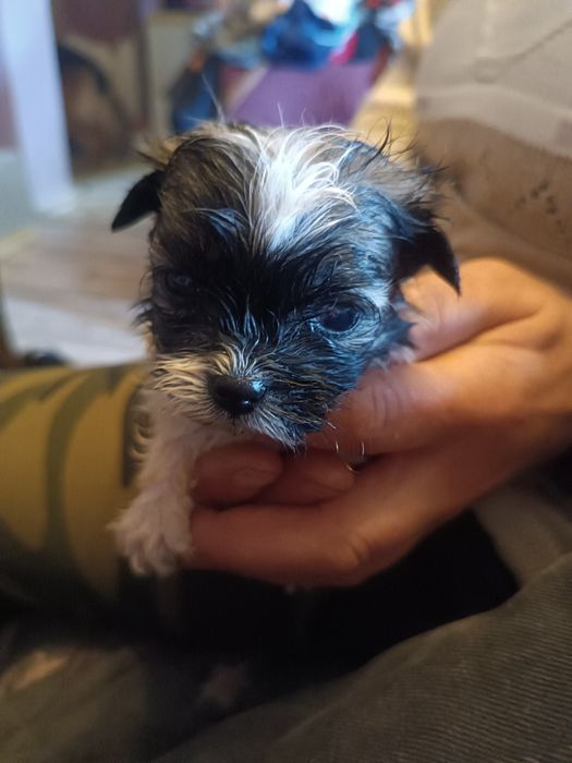 Oddam Pieski za darmo kundelki