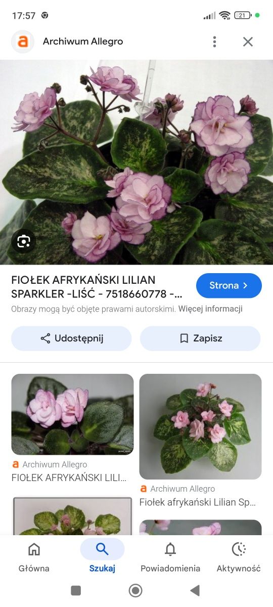 Zestaw trzech fiołków afrykańskich