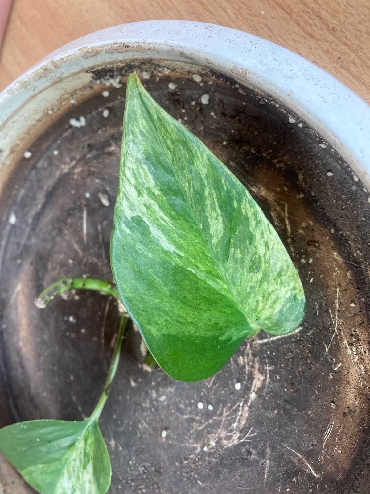 Epipremnum marble queen - sadzonki/szczepki