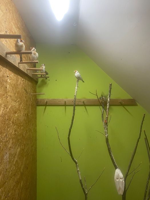 Szczygieł syberyjski Szczygly syberyjskie