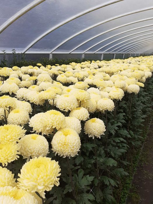 Chryzantemy cięte Creamist