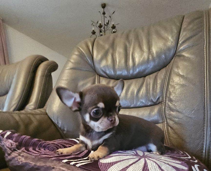 Chihuahua brązowa suczka