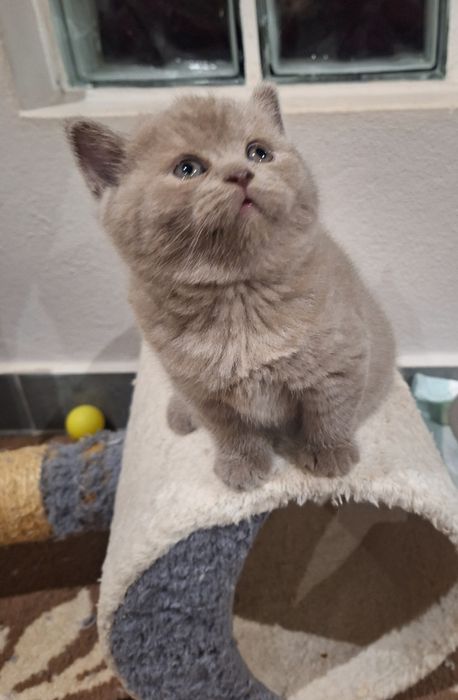 Fêmea  scottish straight lilás