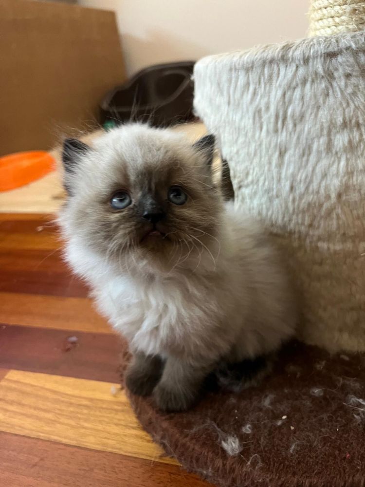 Gatinho Persa creme tigrado