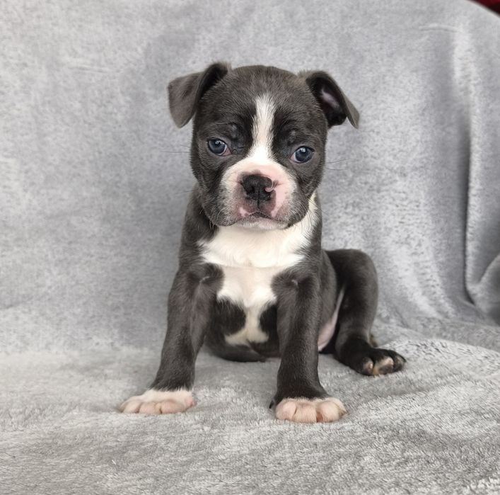 Boston Terrier niebieski piesek