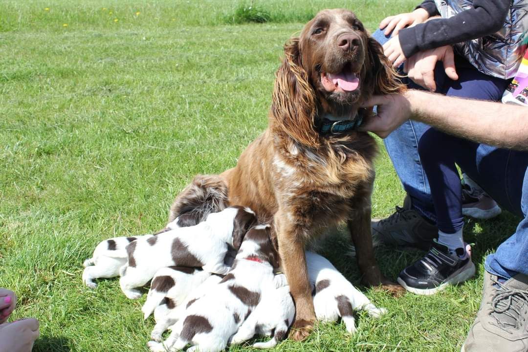 Polski spaniel myśliwski