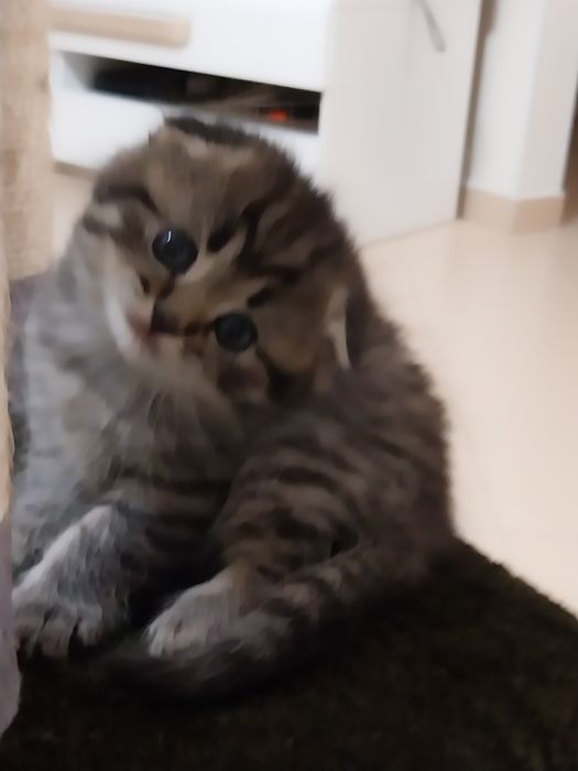 Gatinho Scottish Fold