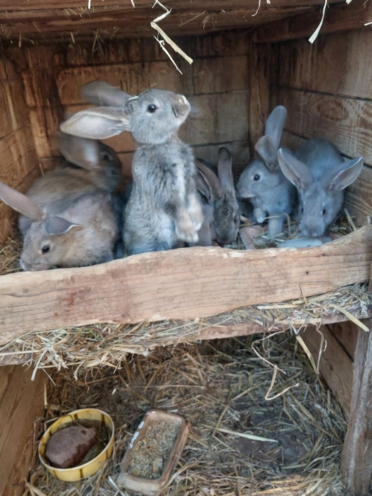 Młode króliki mieszańce