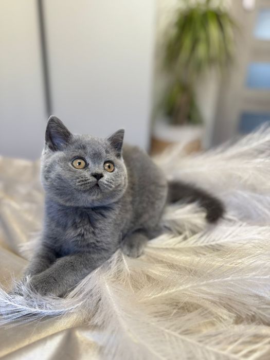 Kotka brytyjska niebieska