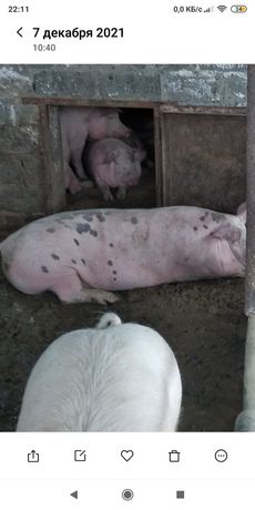 Продам свиней на натуральных кормах