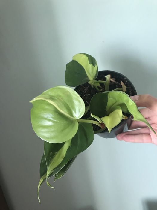Филодендрон Бразил