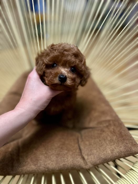 Хлопчик той пудель в міні розмірі