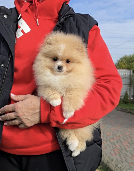 Чарівні красунчики.