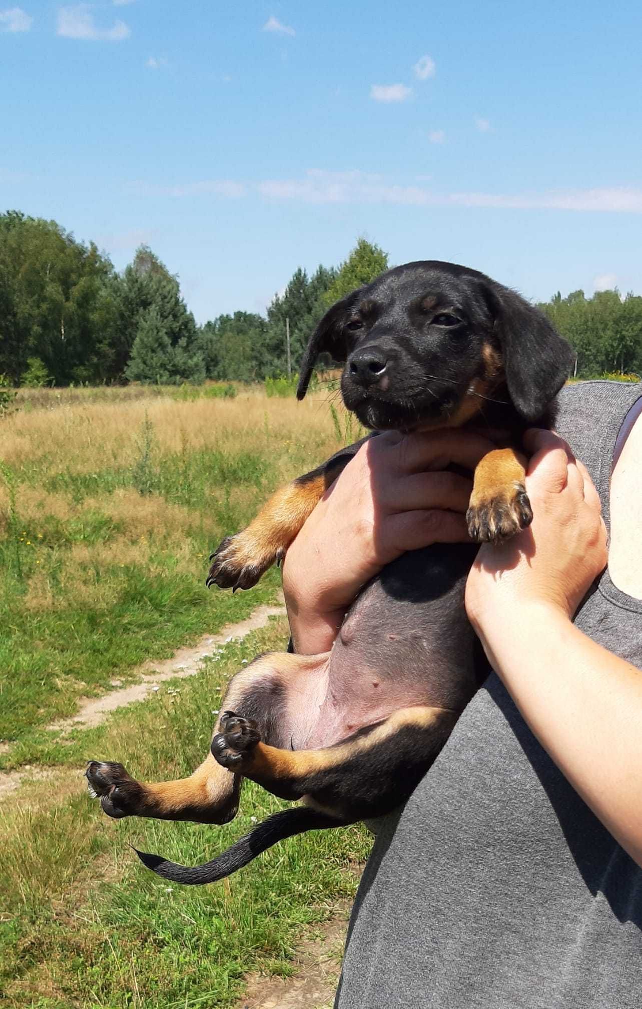 Szczeniaki do adopcji - uratowane maluchy