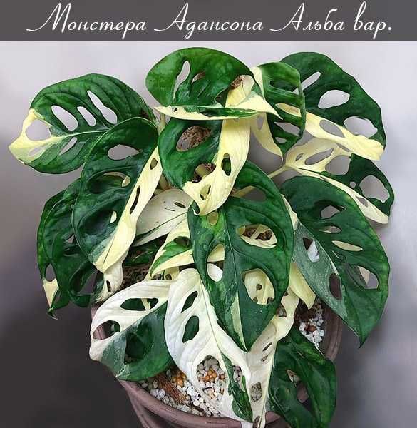 Монстера Адансона варієгатна