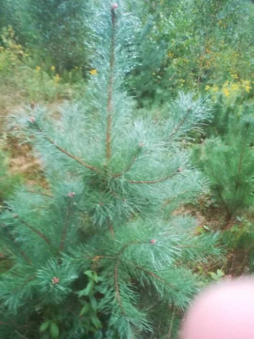 Sadzonki Sosny 50 - 150/200 cm Modrzew wysyłka Sadzonka świerk jodła
