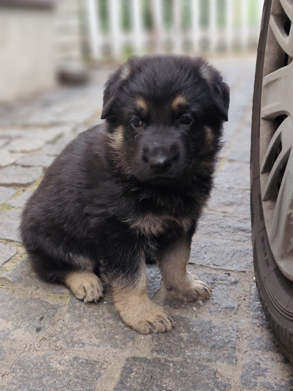 Щенята німецької вівчарки
Документи КСУ ,