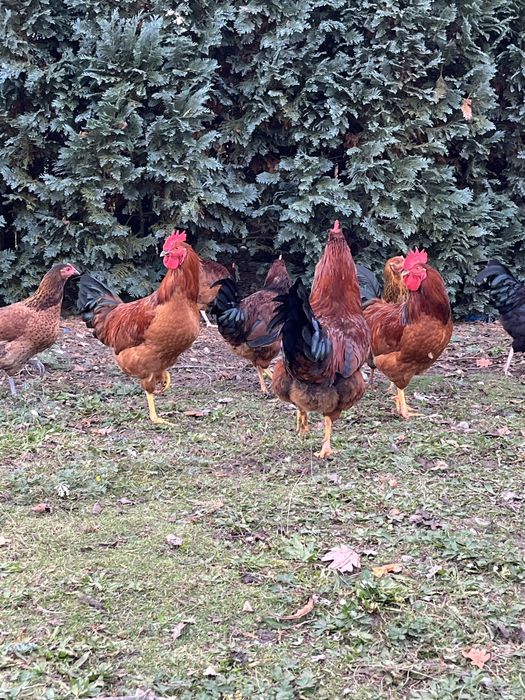 Kogut wolny wybieg 26 tyg. 5 szt.