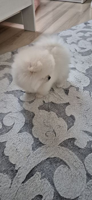 Szpic miniaturowy Pomeranian FCI Suczka