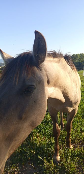 ogierek konik polski