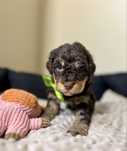 Samiec Lagotto Romagnolo ( Blackberry) FCI