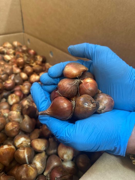 TULIPANY XL Mix Cebulki TULIPANÓW Tulipan DUŻE Kwiaty Zestaw 50 szt