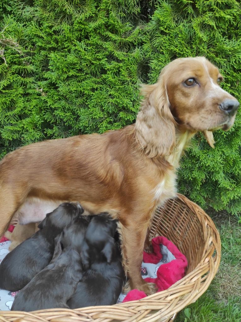 Cocker spaniel suczka