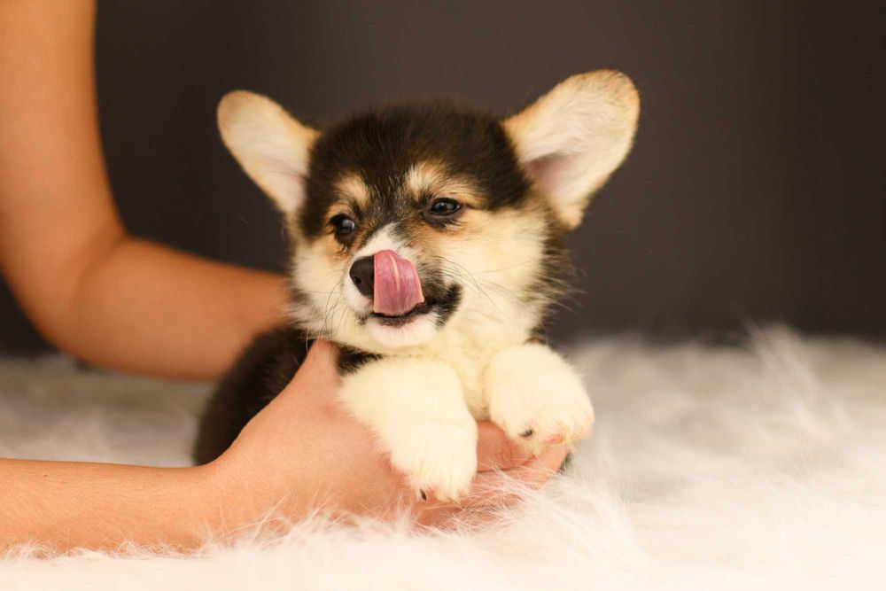 Триколорная девочка корги пемброк