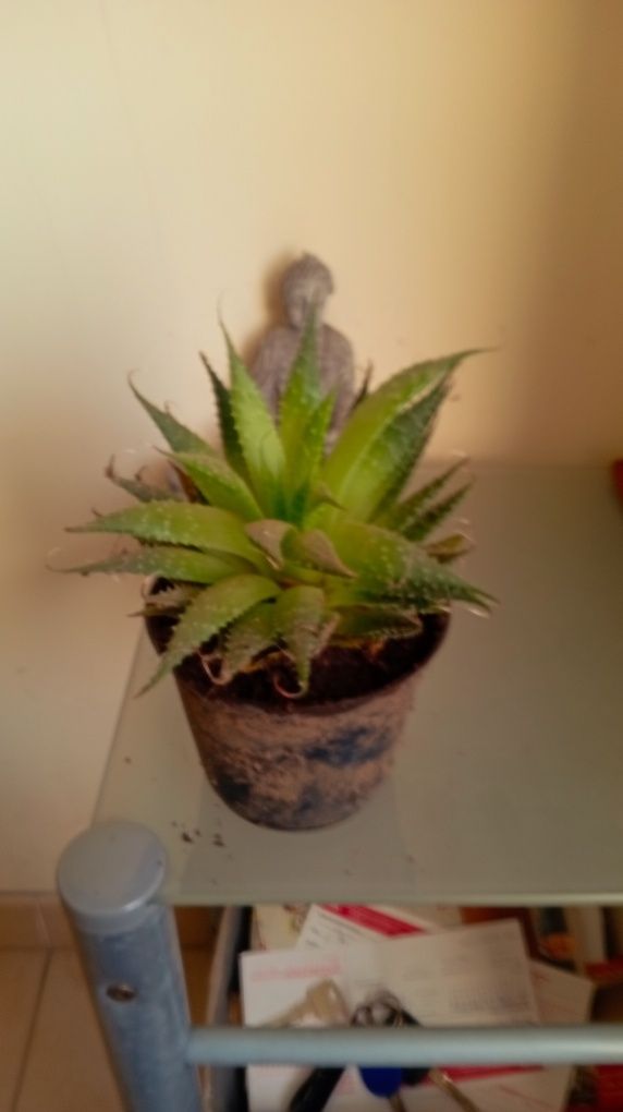Vendo suculentas e plantas