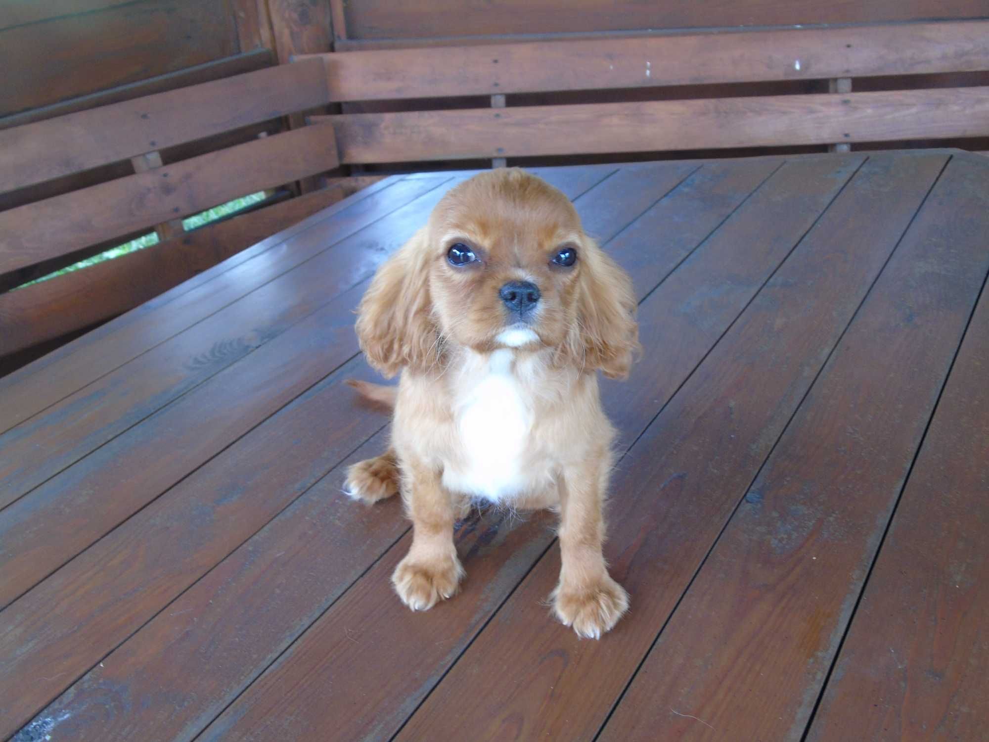Cavalier King Charles Spaniel sunia