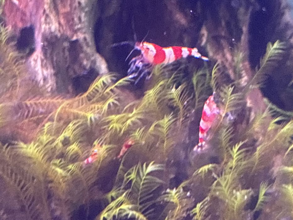 Plantas aquário, musgos e camarões