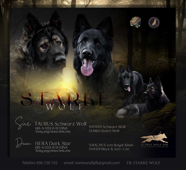 OWCZAREK STARONIEMIECKI Najmocniejszy srebrny pies, świetni rodzice!