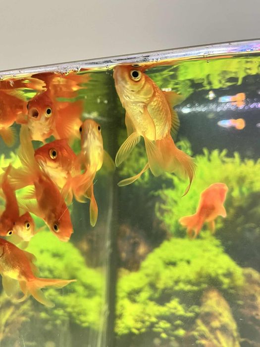 Sprzedam/zamienię welonki