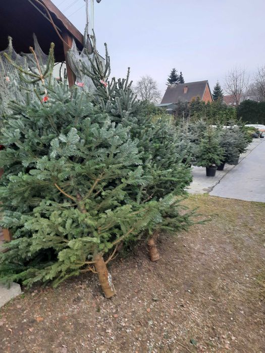 Choinki jodła kaukaska świerk srebrny pospolity cięta w donicy od 30zł