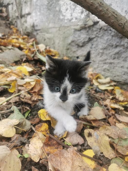 3 miesięczne kociaki