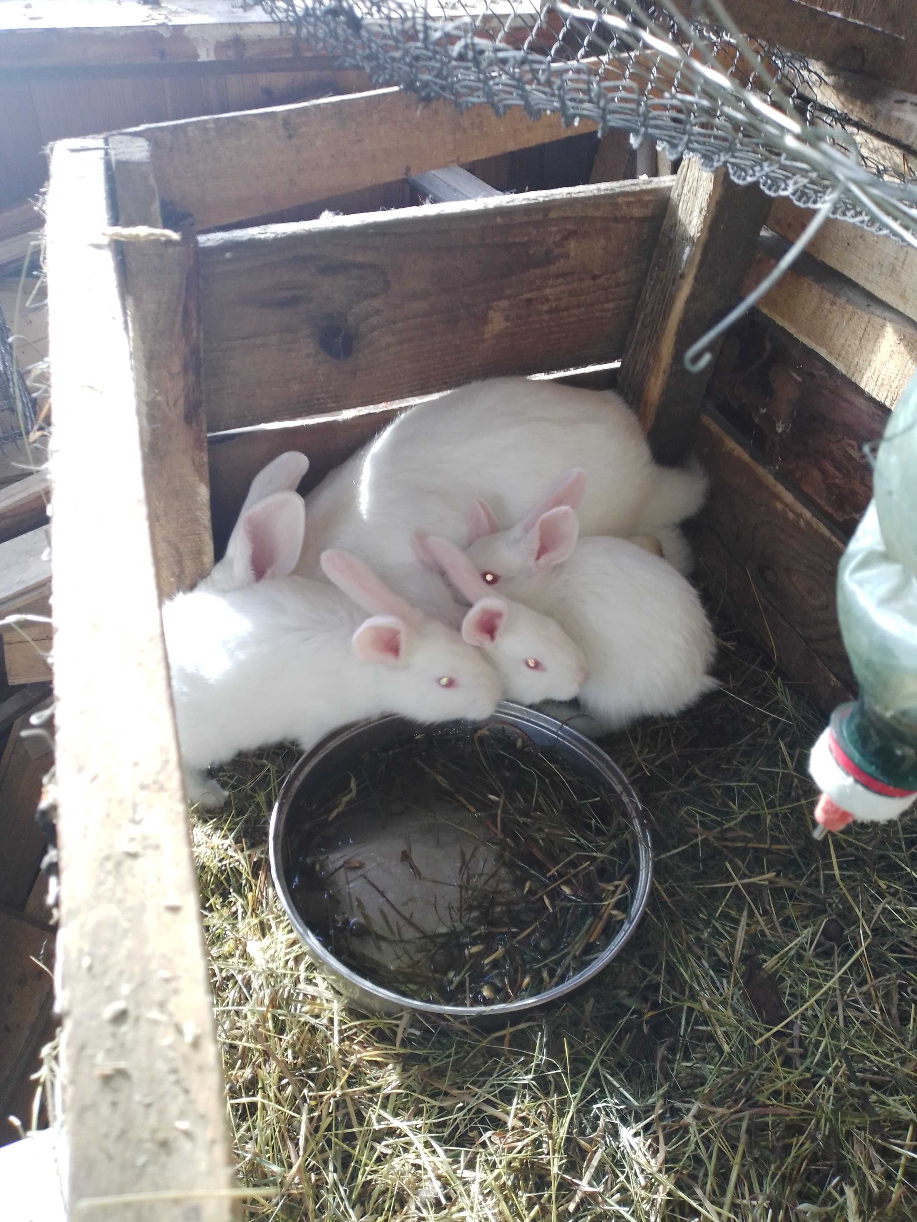 Продам кролі кролики