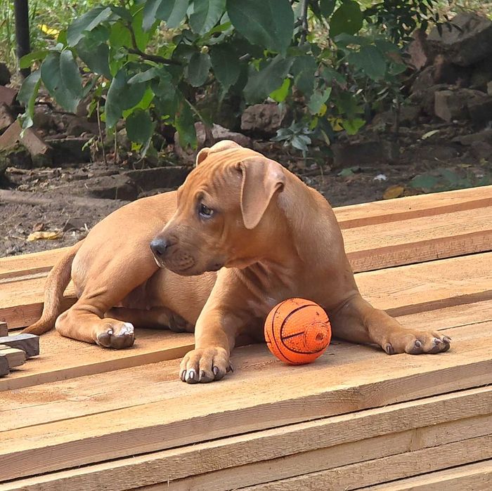 Amerykański pitbull terier
