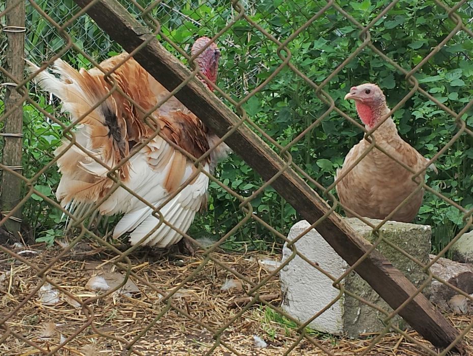 Ptaki silki kaczki koguty i inne