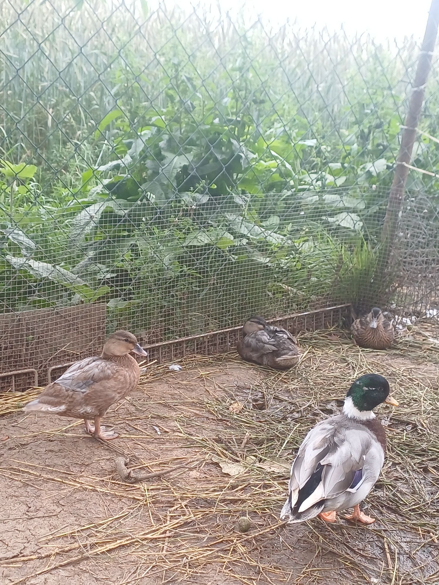 Kaczki call duck I krzyżówki