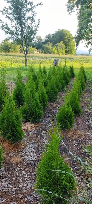 Продам туя смарагд