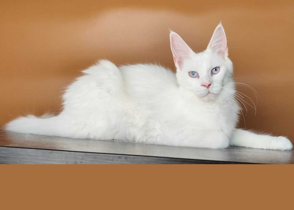 Чистокровная Мейн кун девочка с голубыми глазами