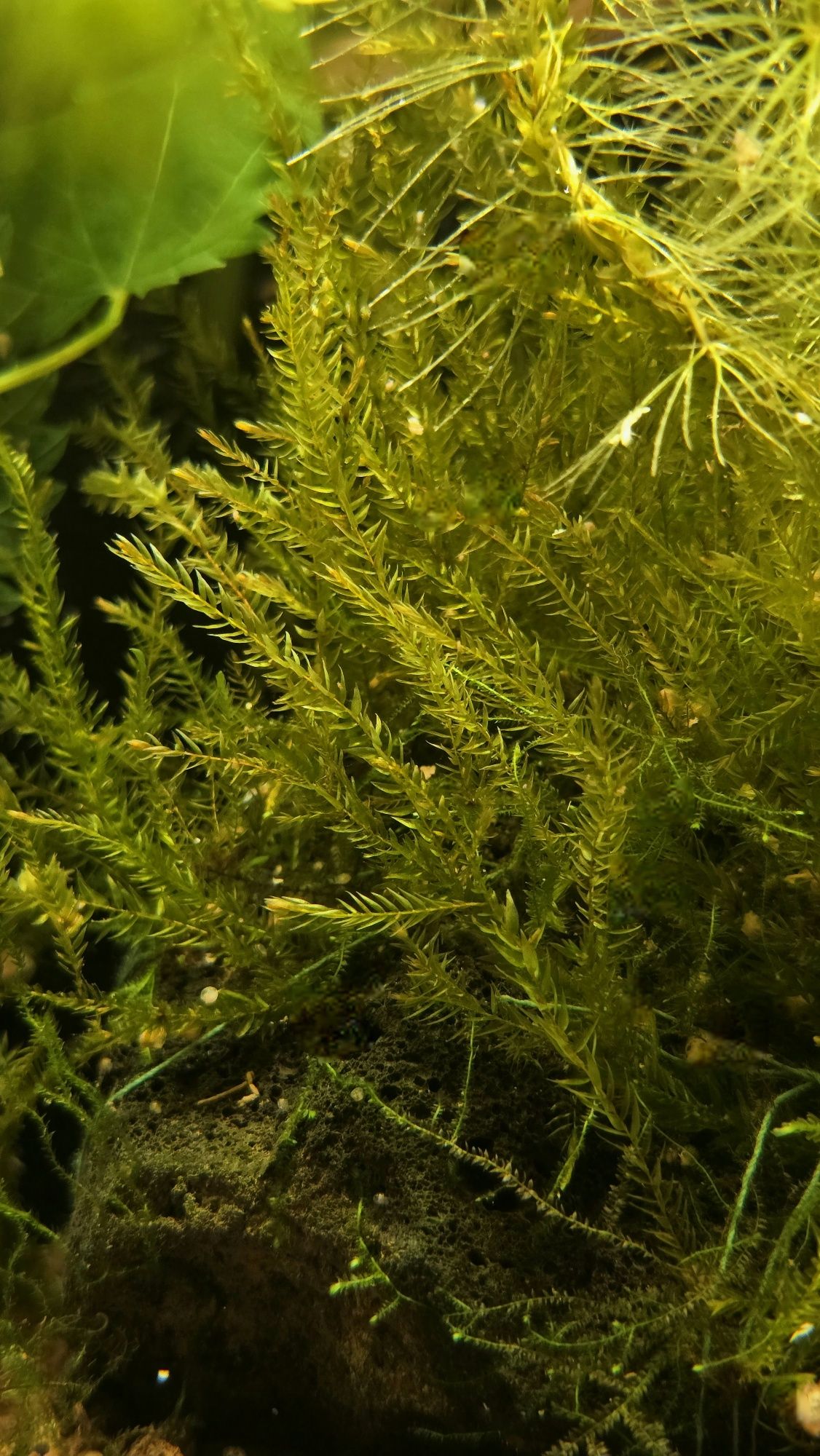 Mech Willow Moss