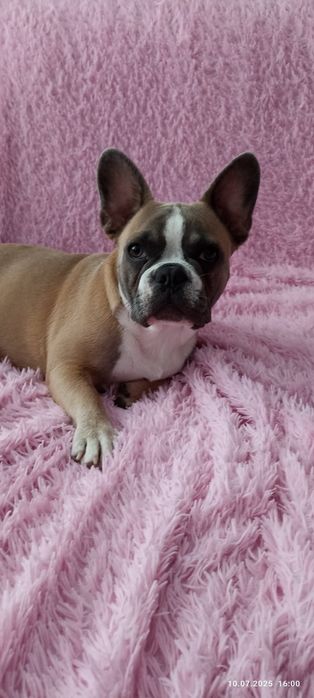 Французский бульдог