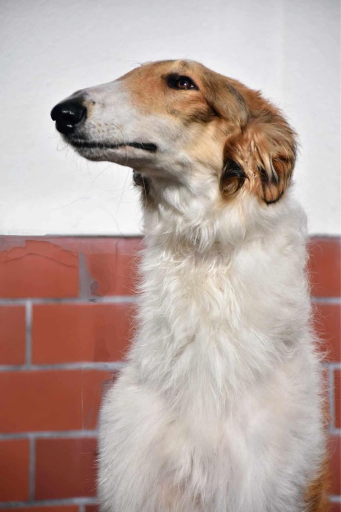 Borzoi Chart rosyjski