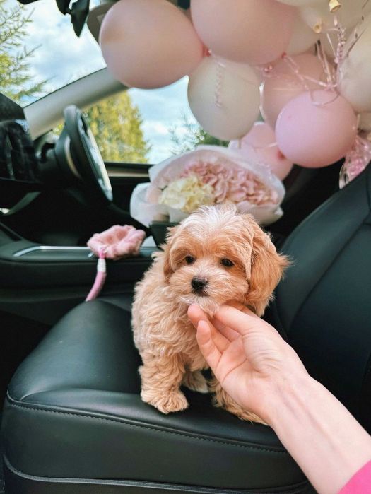 Купити мальтіпу • мальтіпу міні ф1 – оброблені