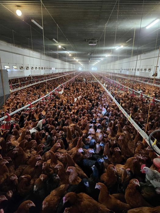 Kury Nioski z wolnego wybiegu wszystkie rasy prosto od hodowcy !