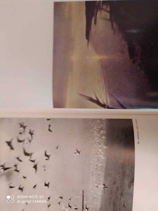 Дмитриев Млекопитающие, Насекомые Оммани Рыбы Острова в заливах