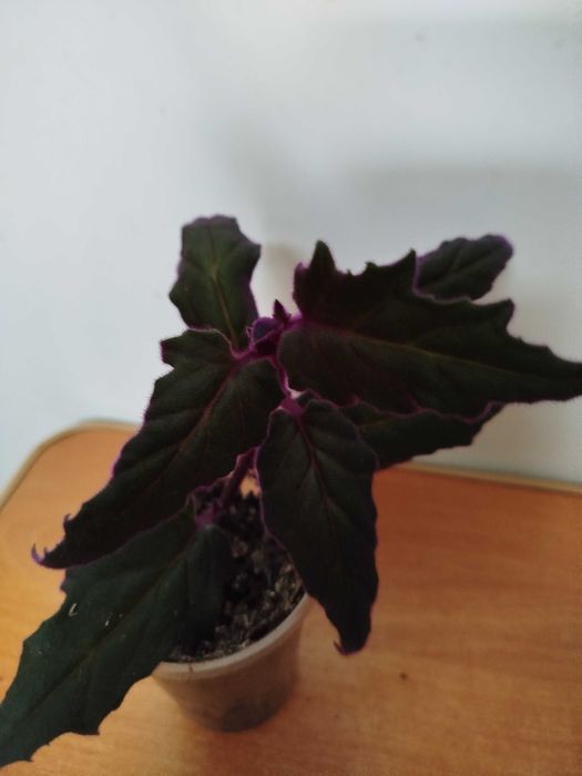 гинура или синяя птица .